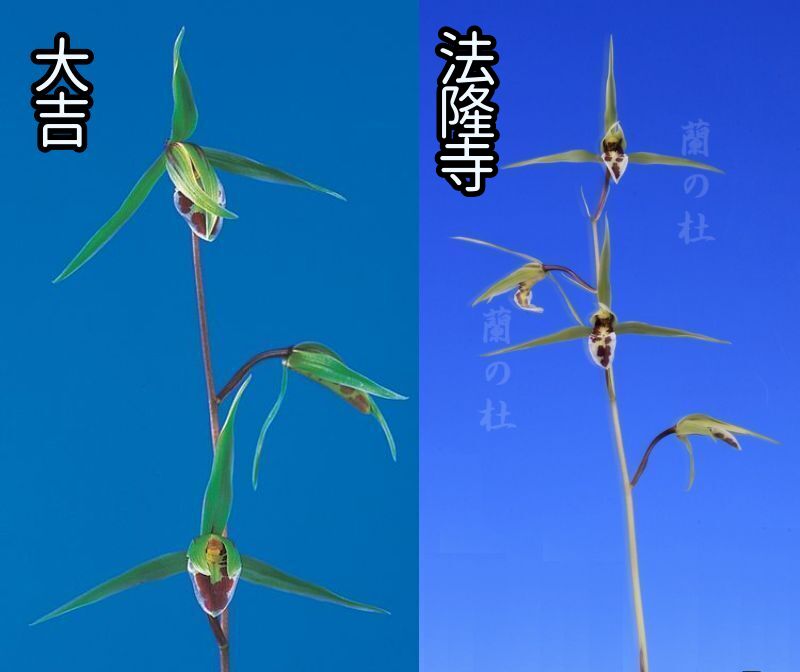 青大輪2鉢セット　大吉（だいきち）と法隆寺（ほうりゅうじ）