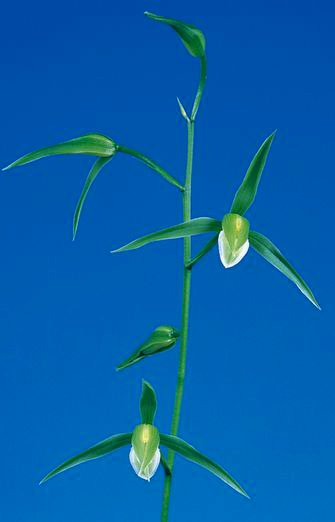 白妙（しらたえ）白花素心　鹿児島県産