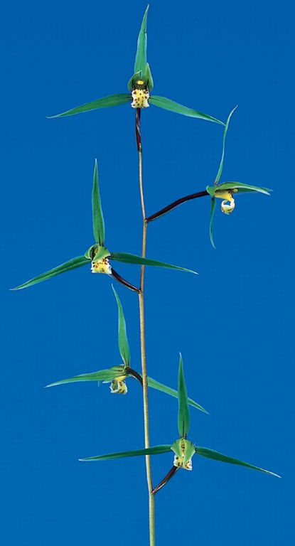 孤舟(こしゅう)青一文字大輪 熊本県産