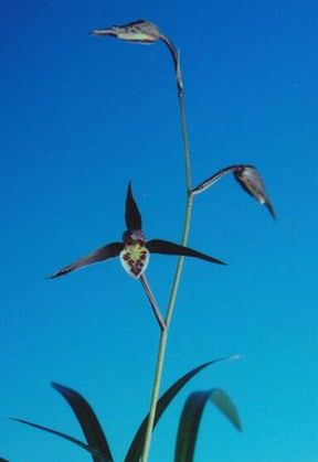 寒蘭専門店｜東洋蘭センター.