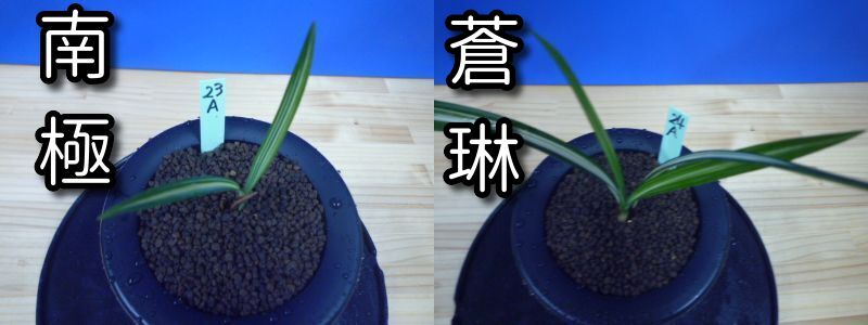 人気柄物2鉢セット 南極（なんきょく）と蒼琳（そうりん）