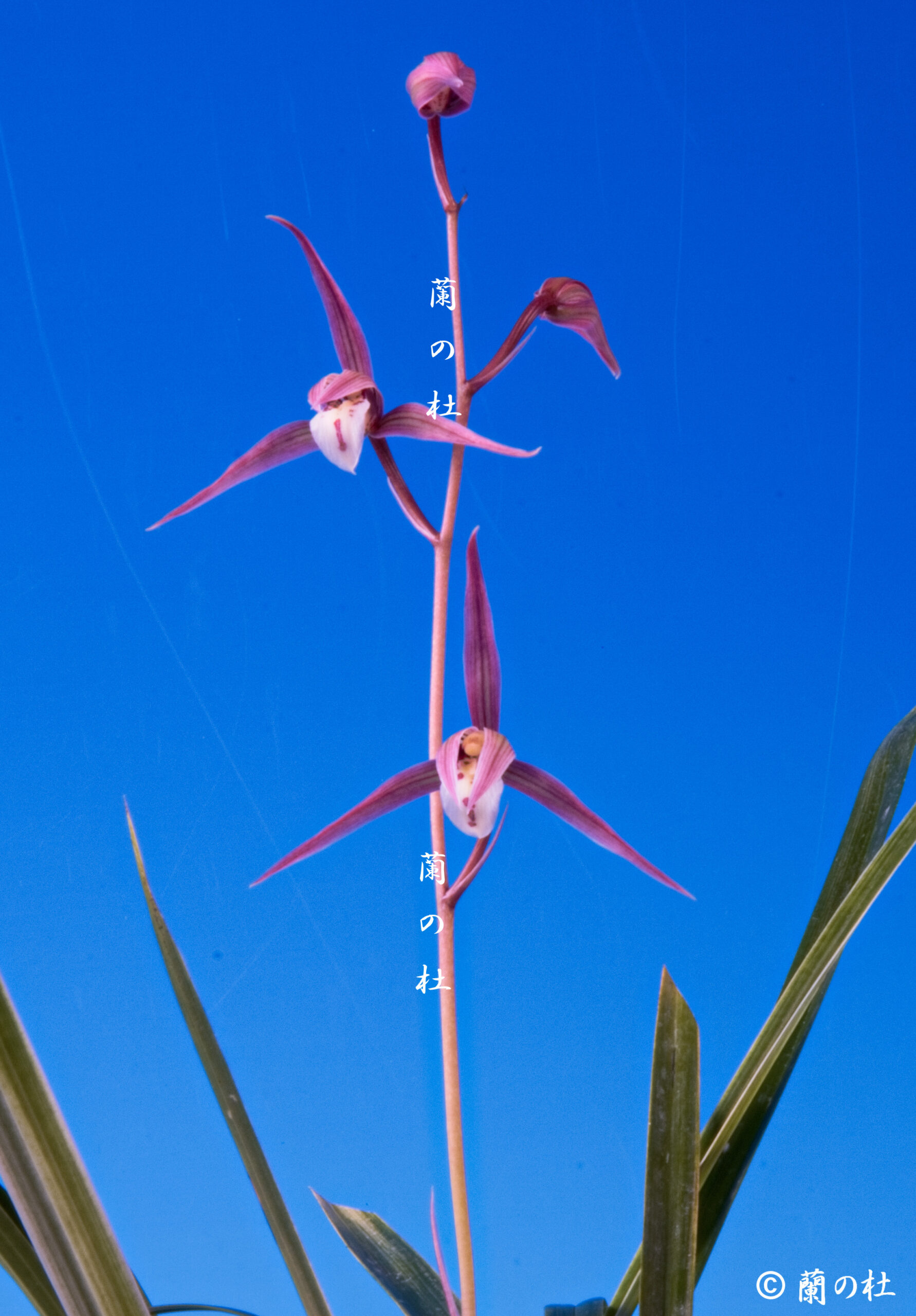 桃あかり（ももあかり）桃無点系・先刷毛曙柄　宮崎県産　