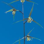 清美（きよみ）更紗大輪舌大　高知県産