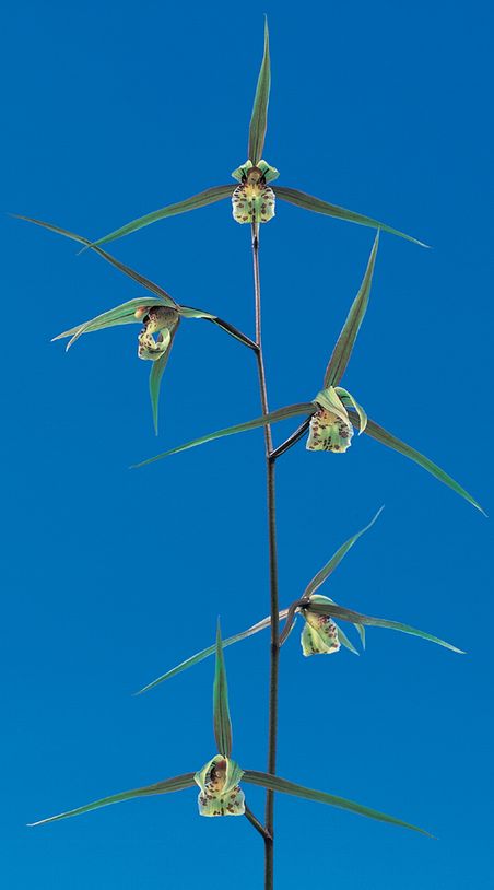 清美（きよみ）更紗大輪舌大　高知県産