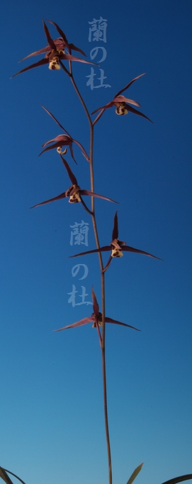 一括譲渡 寒蘭 Yahoo!オークション - 寒蘭 6-1 銘品 べからず 黒酔 黒紅