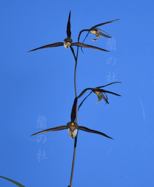 地平線（ちへいせん）更紗超大輪　高知県産