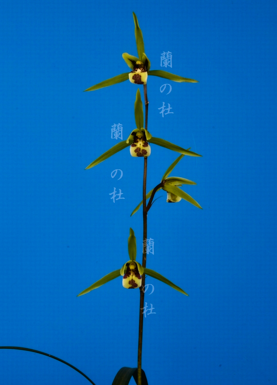 青海刀事（おおとじ）青広弁大輪大舌　徳島県産