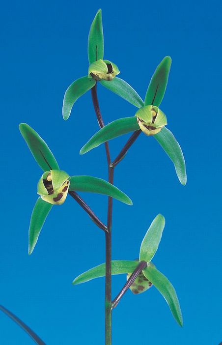 玉金剛（たまこんごう）青梅弁舌大　和歌山県産