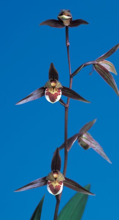 寒蘭-035　342-5H3　大輪紅更紗×力王　苗　交配種 寒蘭-035 342-5H3 大輪紅更紗×力王 苗 交配種 未開花株 シラタキ園