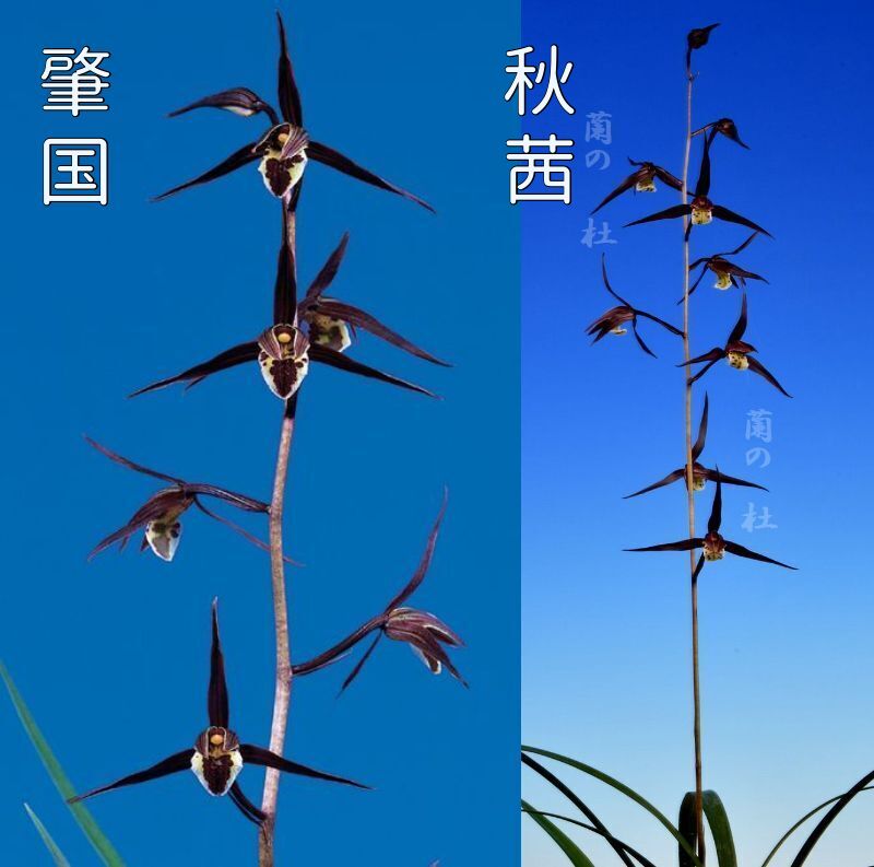 濃紅2鉢セット 　肇国（はつくに）と秋茜（あきあかね）