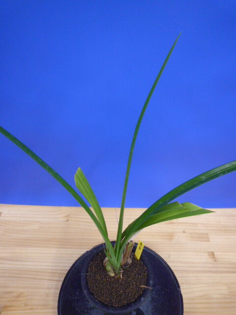 赤富士イメージの4面ランプ 赤富士イメージの4面ランプ 赤富士イメージの4面ランプ