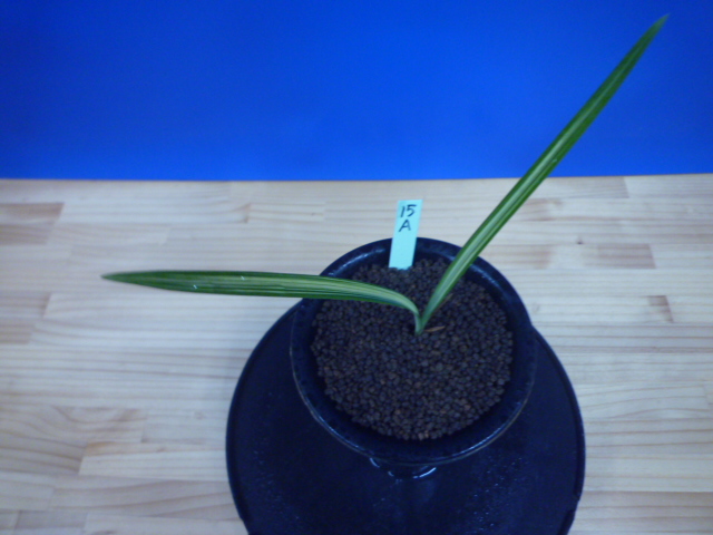 南極（なんきょく）縞柄・縞花　宮崎県産