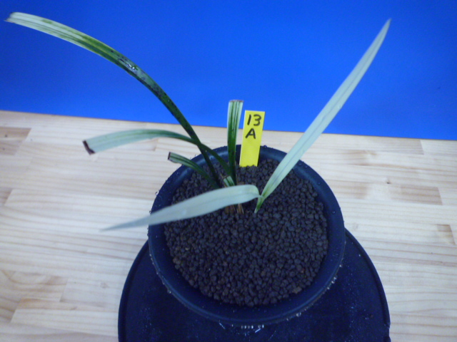 月照晃(げっしょうこう)　曙蛇皮柄　宮崎県産