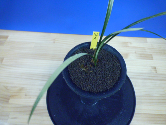 月照晃(げっしょうこう)　曙蛇皮柄　宮崎県産