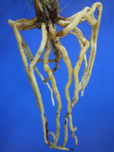 孤舟(こしゅう)青一文字大輪 熊本県産