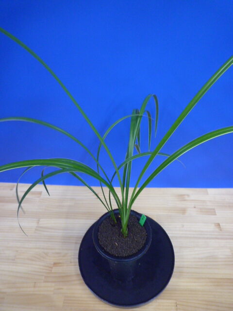 孤舟(こしゅう)青一文字大輪 熊本県産