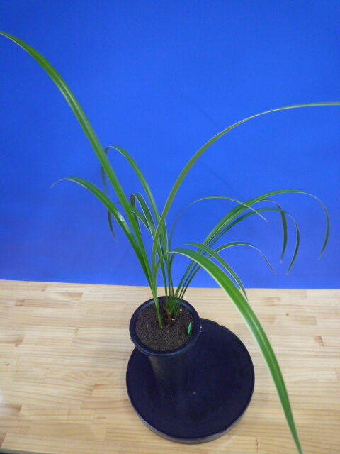 孤舟(こしゅう)青一文字大輪 熊本県産