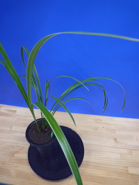 孤舟(こしゅう)青一文字大輪 熊本県産