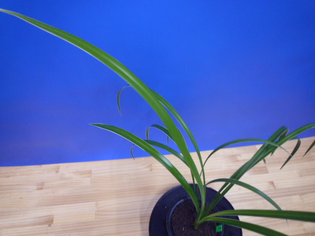 孤舟(こしゅう)青一文字大輪 熊本県産