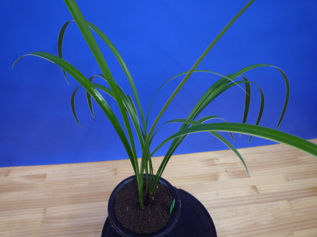 孤舟(こしゅう)青一文字大輪 熊本県産