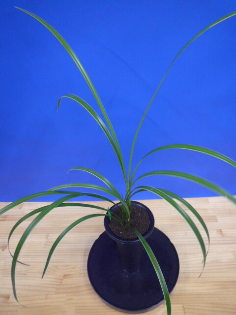 孤舟(こしゅう)青一文字大輪 熊本県産