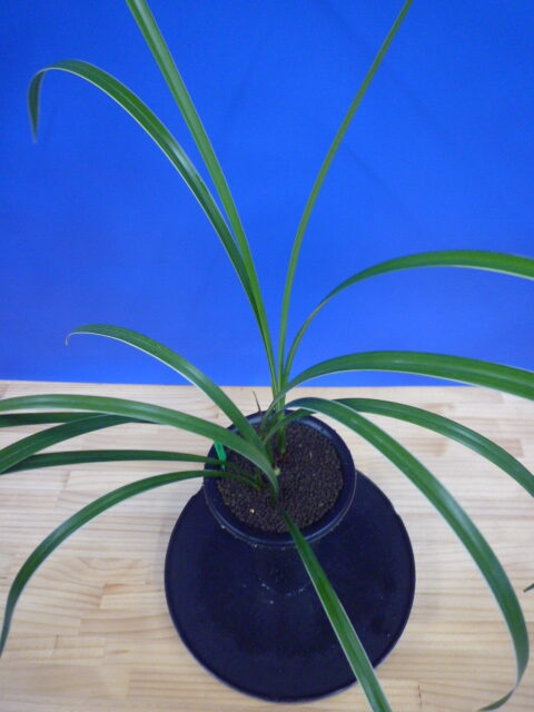 孤舟(こしゅう)青一文字大輪 熊本県産