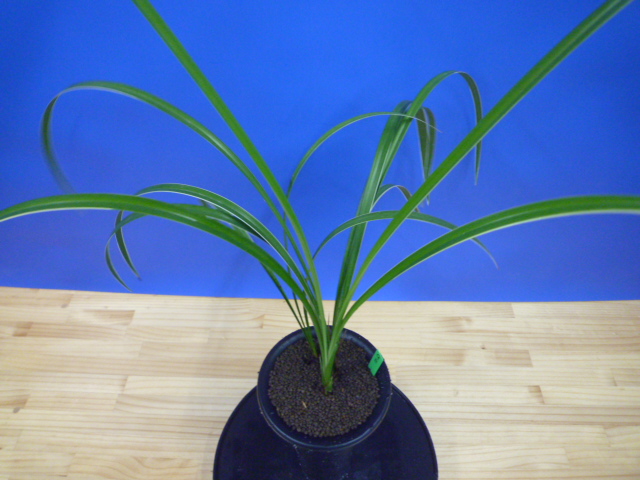 孤舟(こしゅう)青一文字大輪 熊本県産