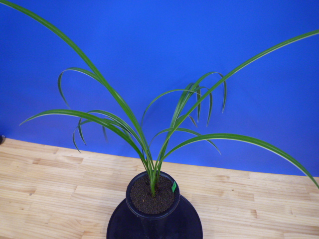 孤舟(こしゅう)青一文字大輪 熊本県産