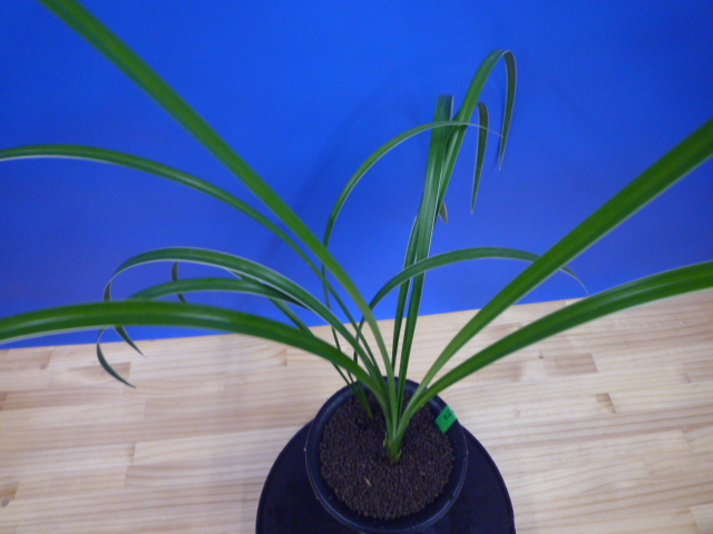 孤舟(こしゅう)青一文字大輪 熊本県産