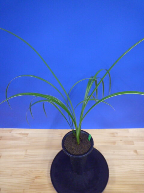 孤舟(こしゅう)青一文字大輪 熊本県産