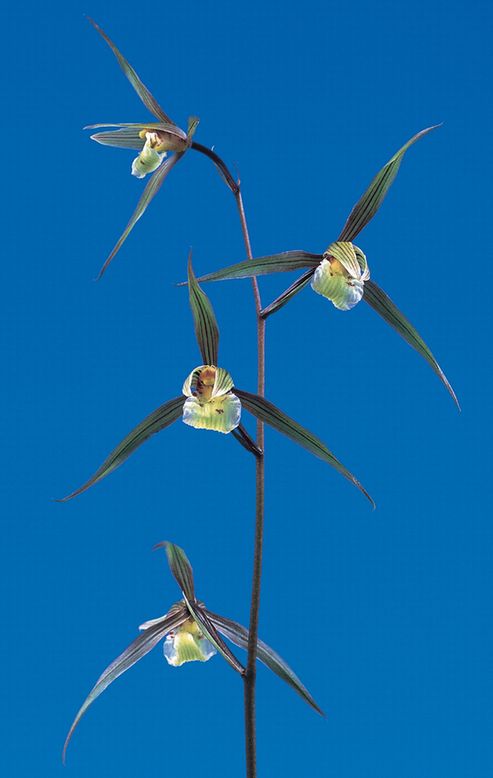 皇徳（こうとく）更紗大舌無点系　鹿児島県産