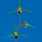 貴峰（きほう）青一文字大輪大舌ベタ　鹿児島県産