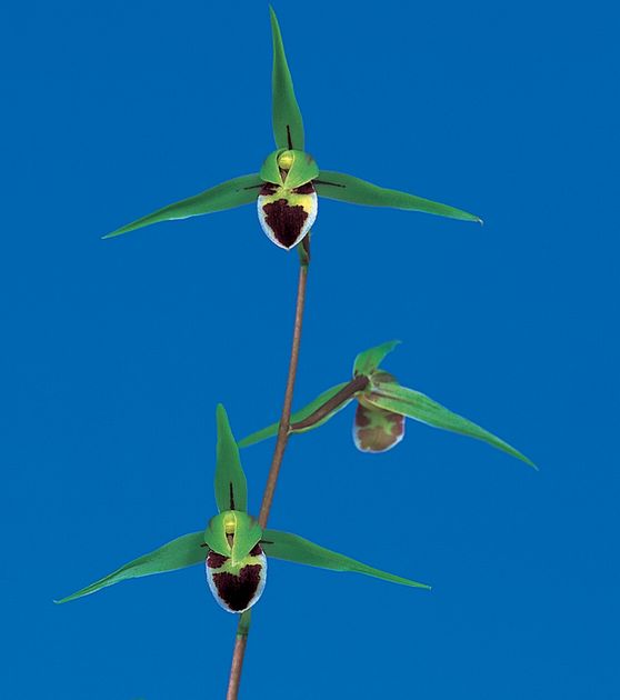 貴峰（きほう）青一文字大輪大舌ベタ　鹿児島県産