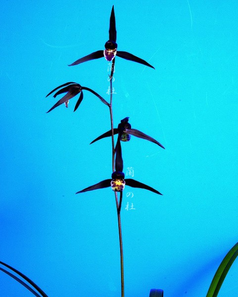 黒椿（くろつばき）黒紅花　高知県産