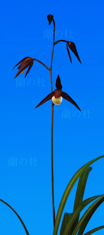 望郷の月(ぼうきょうのつき)　紅大舌無点系　高知県産　