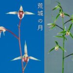 2鉢セット　荒城の月（こうじょうのつき）と国宝冠（こくほうかん）