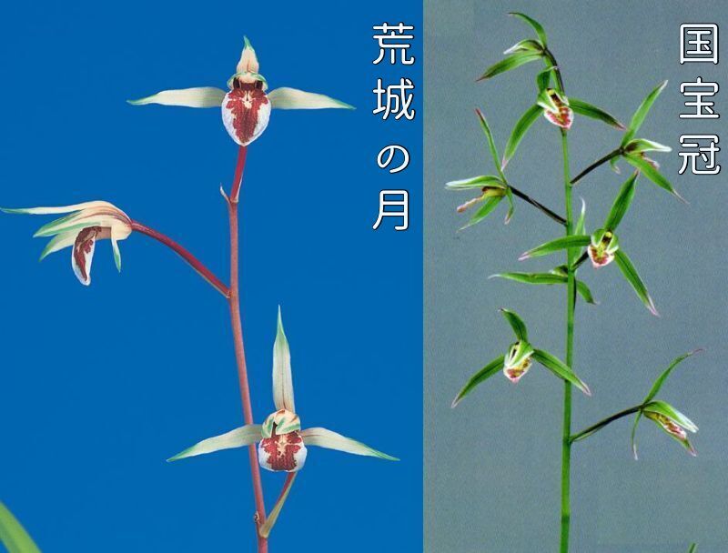 2鉢セット　荒城の月（こうじょうのつき）と国宝冠（こくほうかん）