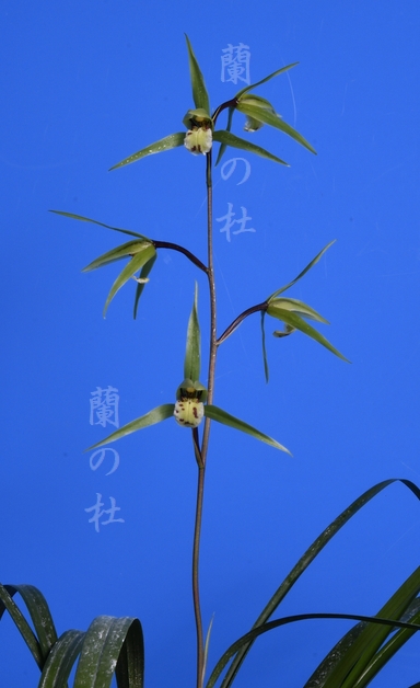 本日のサービス « 寒蘭専門店｜東洋蘭センター.