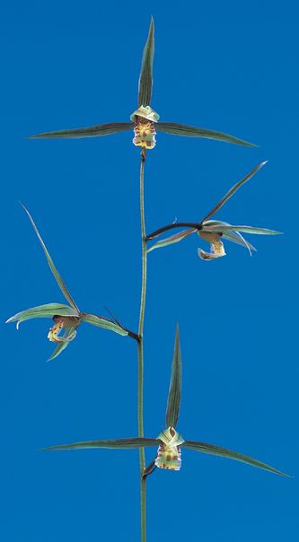 揚子江（ようすこう）更紗一文字大輪　宮崎県産