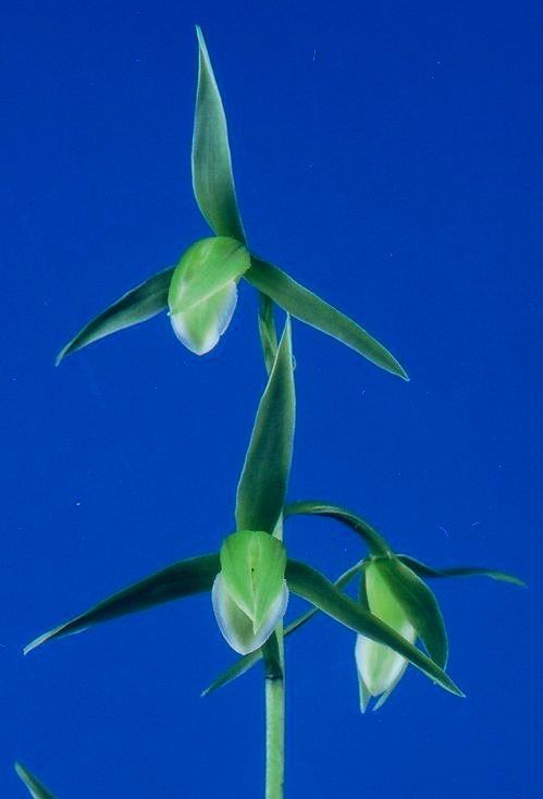 大雄（だいゆう）白花素心　鹿児島県産