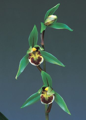 寒蘭専門店｜東洋蘭センター.