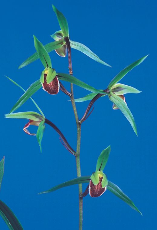 さつま　青大舌赤ベタ　鹿児島県産