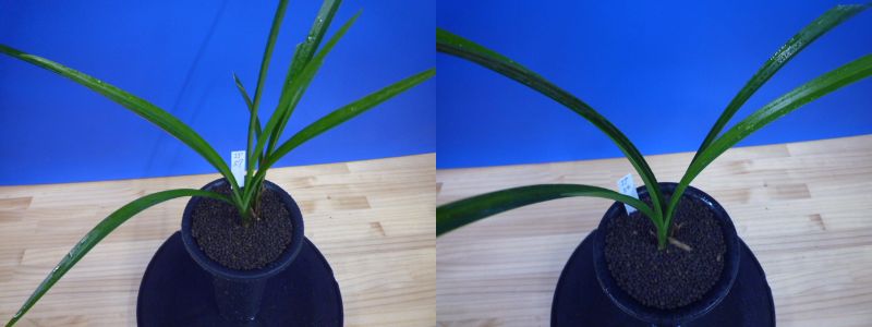 払越の有望株 種木2鉢セット « 寒蘭専門店｜東洋蘭センター.