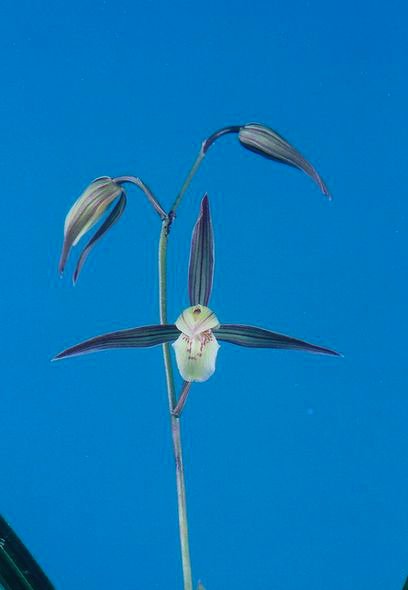 土佐寒蘭銘品『素光』花付き　寒蘭春蘭　東洋蘭 土佐寒蘭「豊雪」 No．1079 : 東洋蘭風来記奥部屋