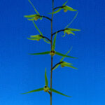 青富士（あおふじ）青超大輪花　