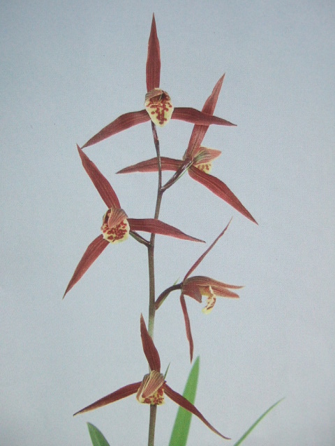 阿波の誉（あわのほまれ）紅　　