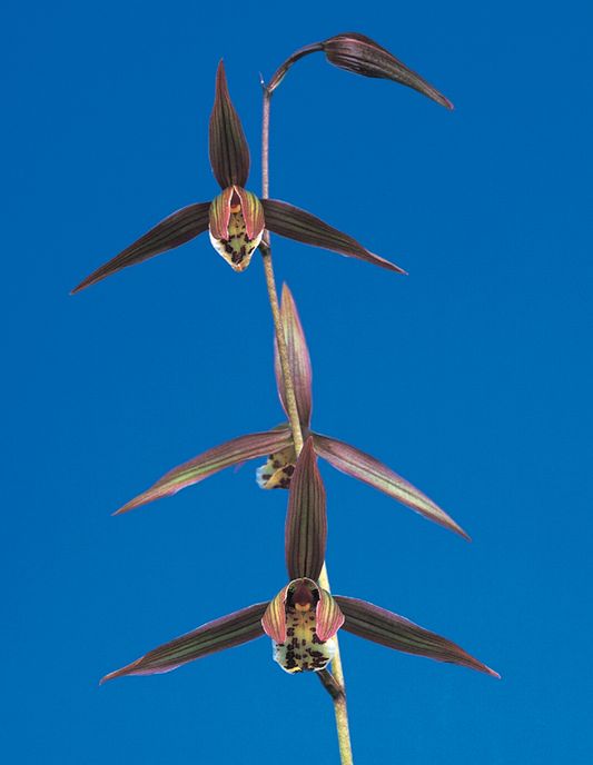 王虎（おうこ）更紗梅弁大舌　宮崎県産