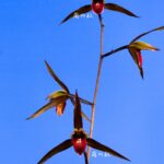 緋牡丹（ひぼたん） 紅更紗一色赤舌 交配種 « 寒蘭専門店｜東洋蘭センター.