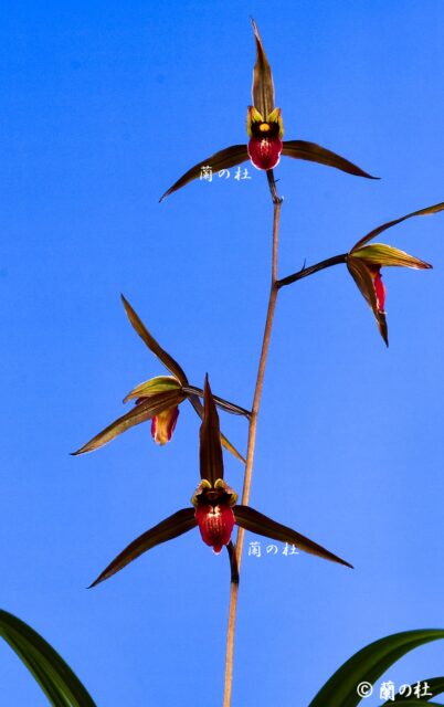 緋牡丹（ひぼたん）　紅更紗一色赤舌　交配種