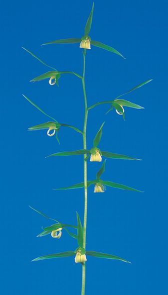 泰白(たいはく)白花一文字大輪 長崎県産